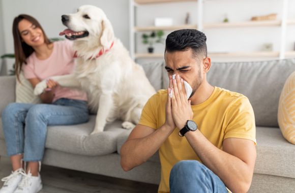 Allergies de chien labrador retriever