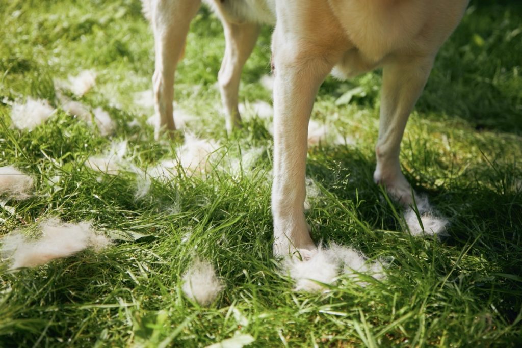 Brossez régulièrement votre Labrador lors des mues