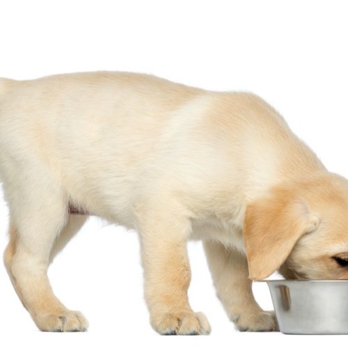 Comment nourrir un chiot Labrador ?