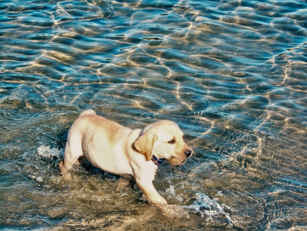 Prendre son temps pour familiariser son chiot Labrador avec l'eau