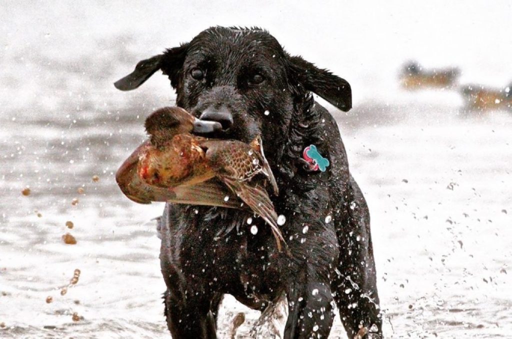 Pourquoi le Labrador Retriever est-il le compagnon idéal du chasseur de canard et autre gibier d’eau ?