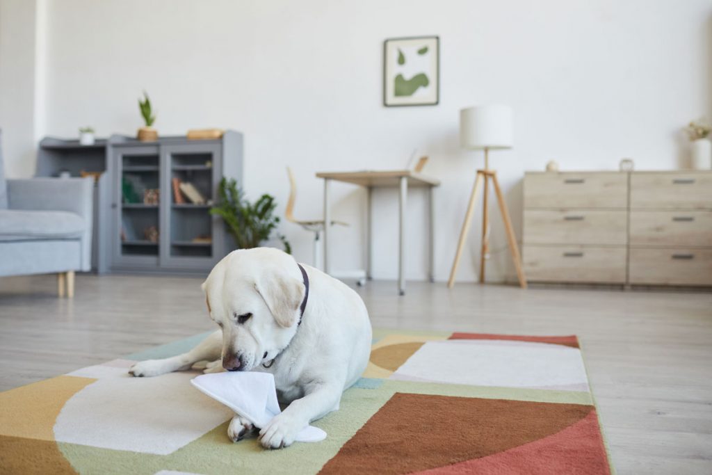 Les labradors sont-ils des bons chiens d'appartements ?