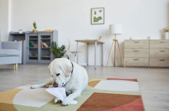 Les labradors sont-ils des bons chiens d'appartements ?