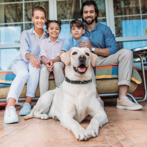 Labrador : meilleur race de chien pour la famille