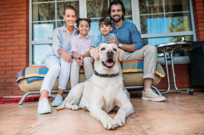 Labrador : meilleur race de chien pour la famille