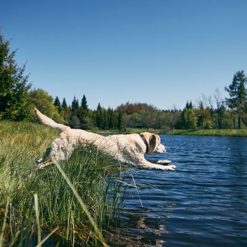 Pourquoi le Labrador aime-t-il tant l'eau ?