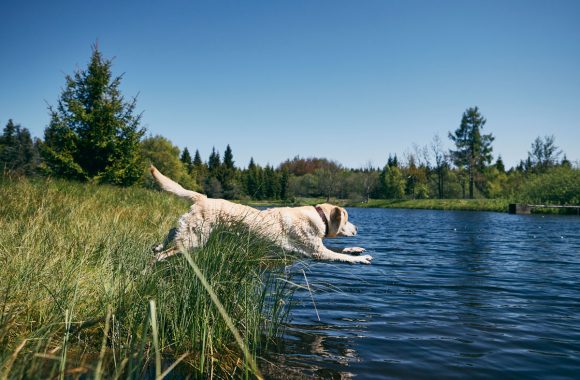 Pourquoi le Labrador aime-t-il tant l'eau ?