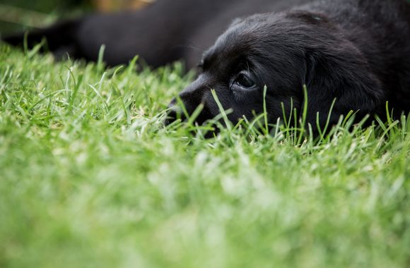 Pour quelles raisons le labrador mange de l'herbe et vomit ?