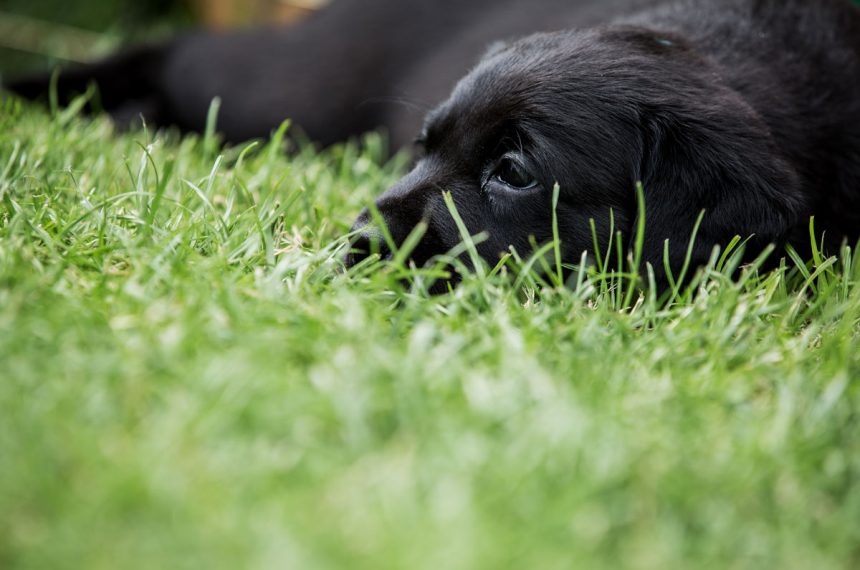 Pour quelles raisons le labrador mange de l'herbe et vomit ?