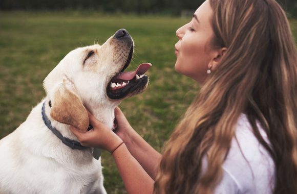 Labrador : meilleur chien pour nouveau propriétaire