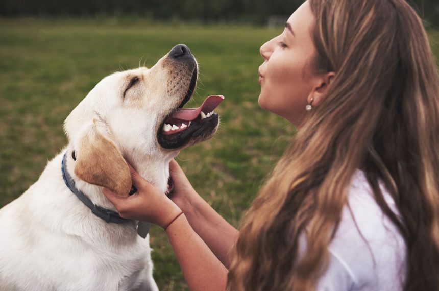 Labrador : meilleur chien pour nouveau propriétaire