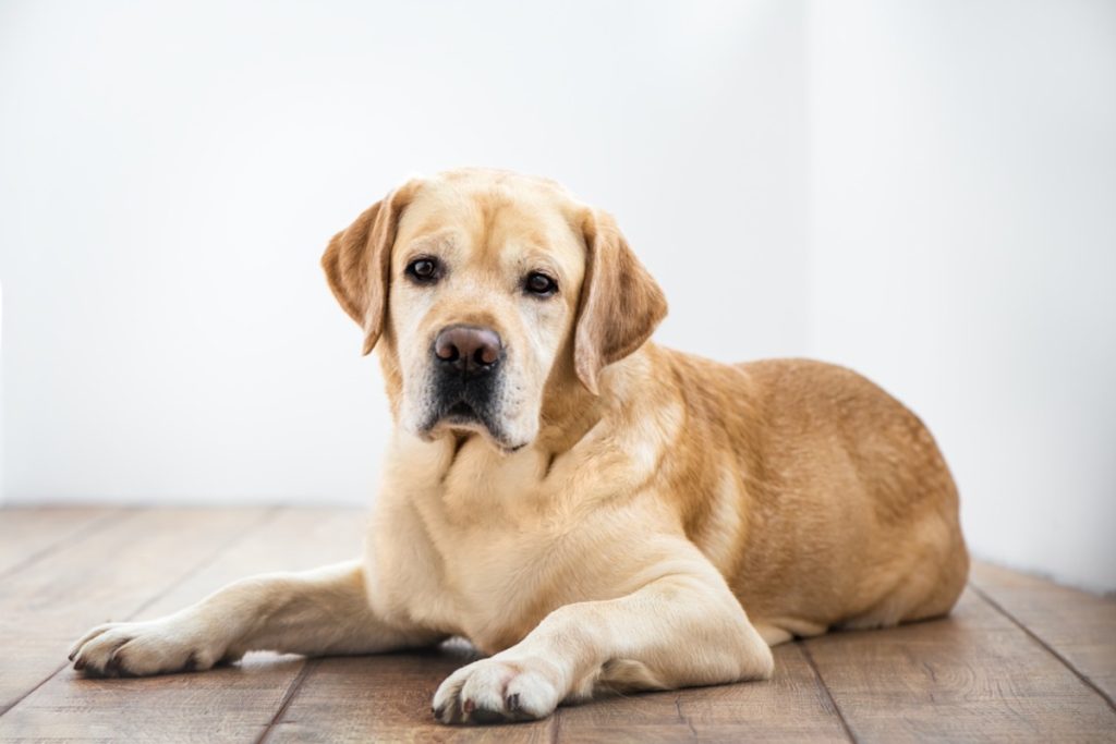Limiter la perte de poils de votre Labrador dans la maison en l'éduquant