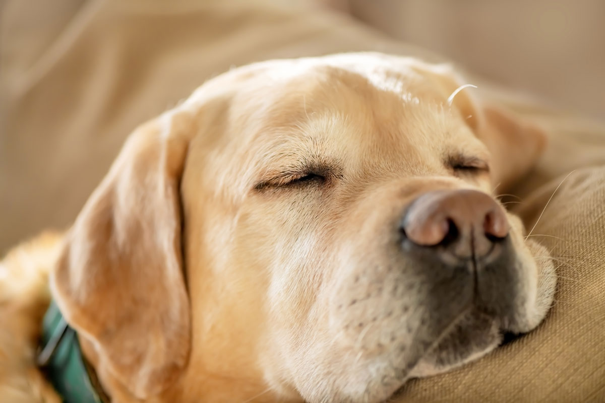 Que signifie le nez sec chez les chiens ?