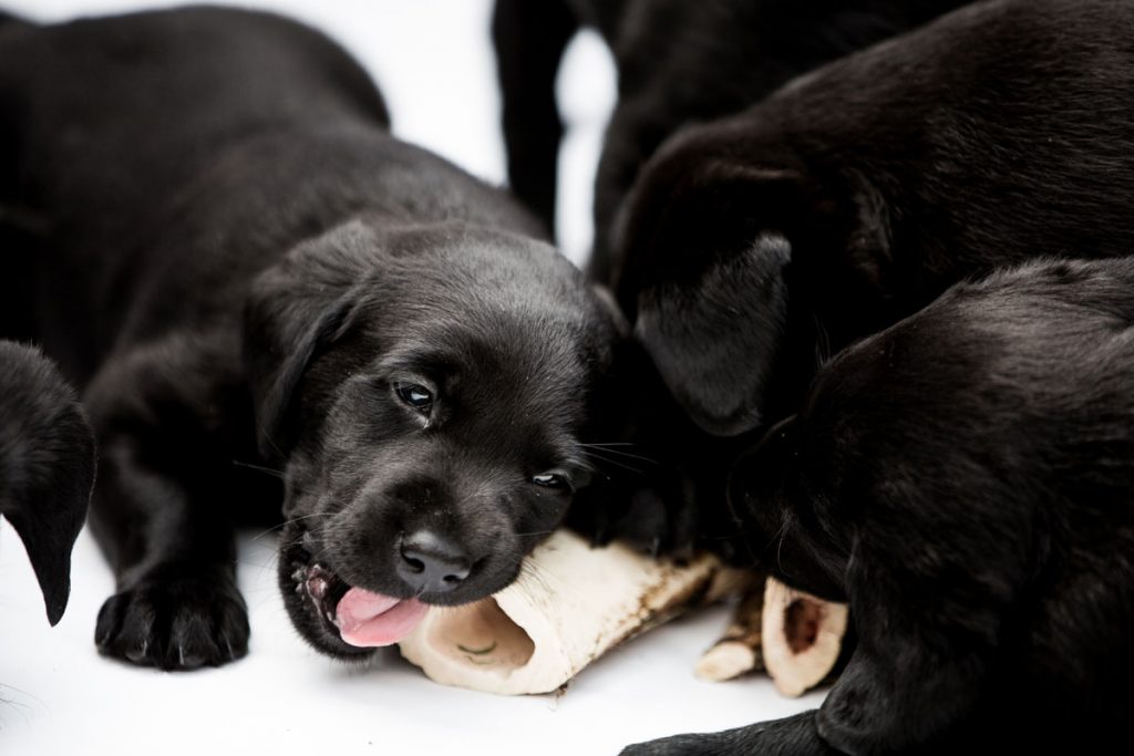 Donner des aliments crus à un chiot Labrador