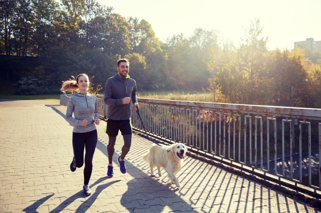 Faire son jogging avec son Labrador