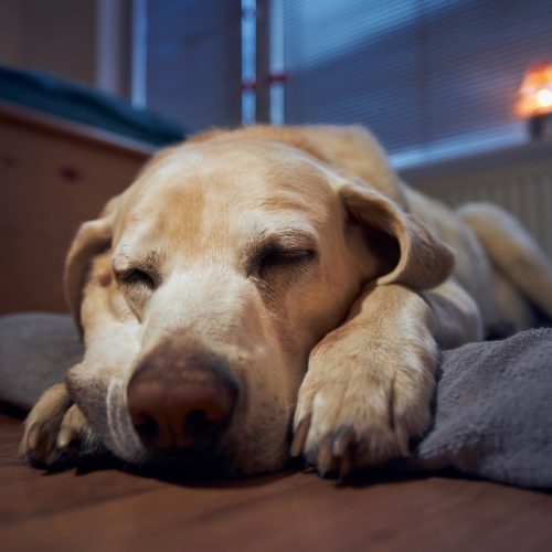Combien d'heures les Labrador dorment-ils ?