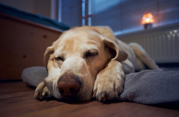 Combien d'heures les Labrador dorment-ils ?