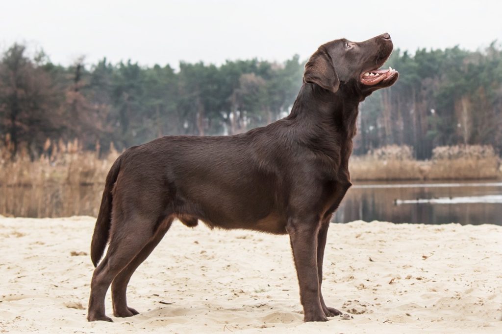 Les traits physiques du Labrador marron.