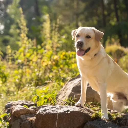 origine-labrador-retriever L'histoire et l'origine du Labrador Retriever